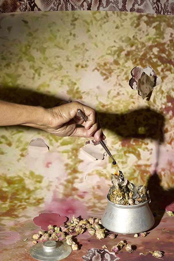 An artistic close-up of a human hand-feeding a nest of baby birds sitting a small pot.